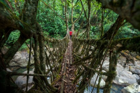 hombre cruzando un puente de raíces vivas en la India