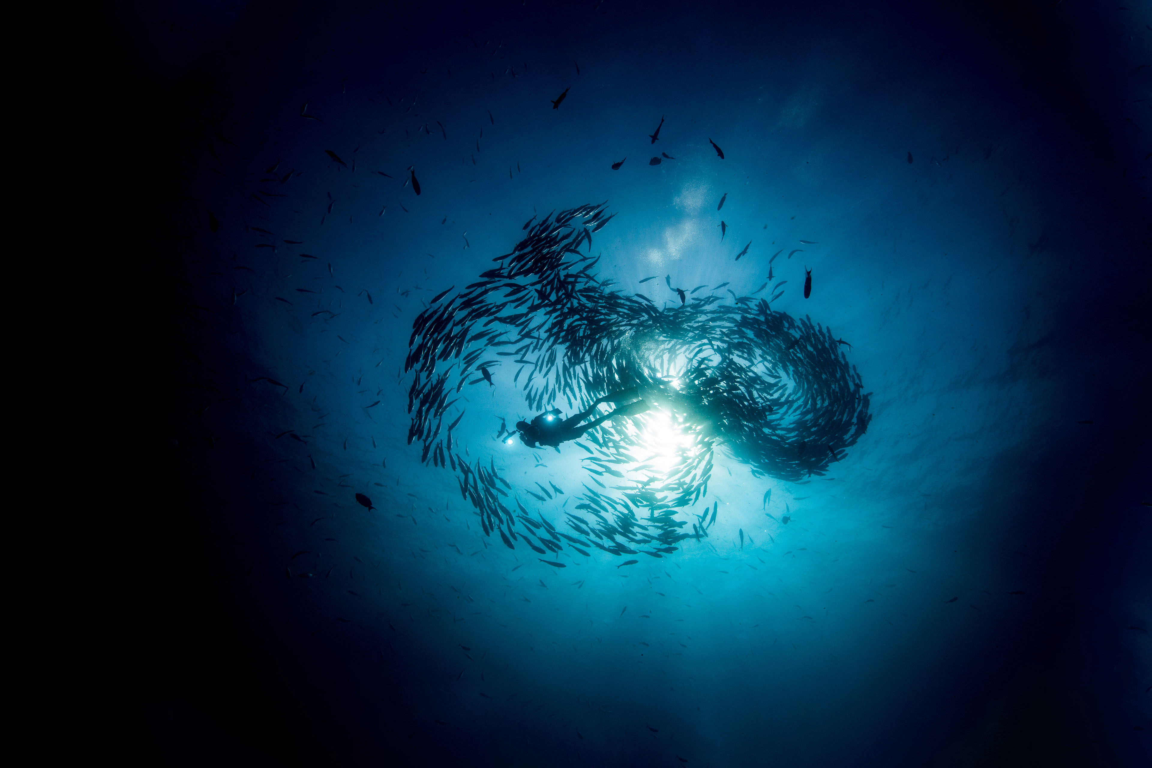 Scuba diver diving among shoaling jack fish in blue sea