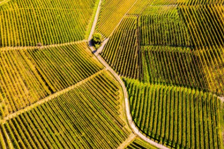 Top down high angle view of vineyards langhe
