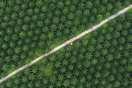 Top view of palm oil plantation