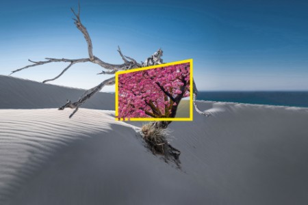 Imagen del desierto superpuesta con un árbol florecido