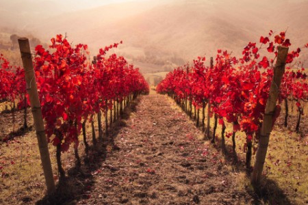 Líneas de viñedos rojos en un día brumoso, Emilia Romagna, Italia