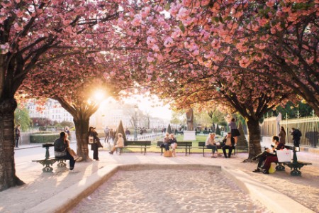 Gente sentada en el parque bajo las flores rosas de los árboles