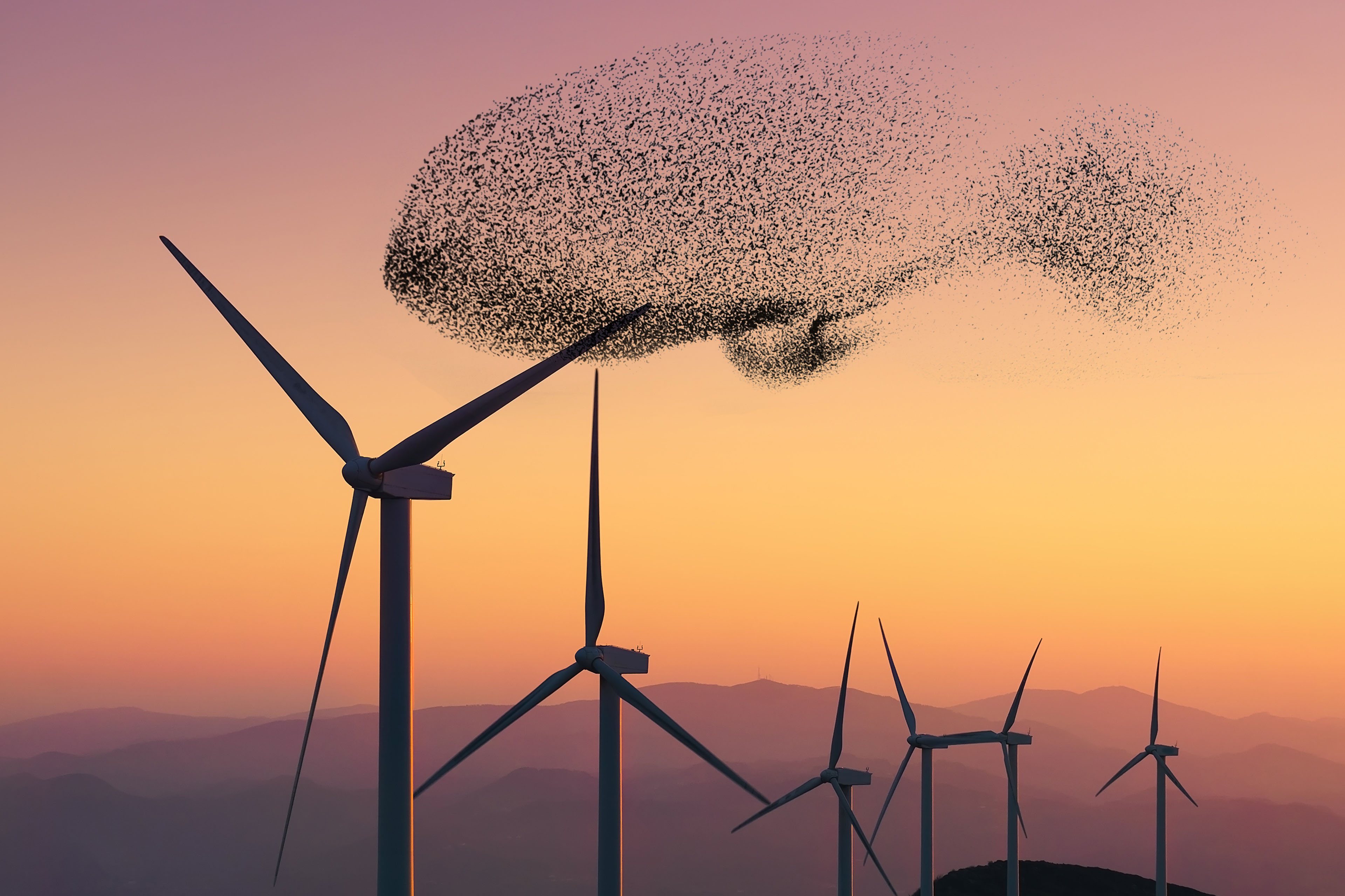 renewable energy with wind turbines and flock of birds