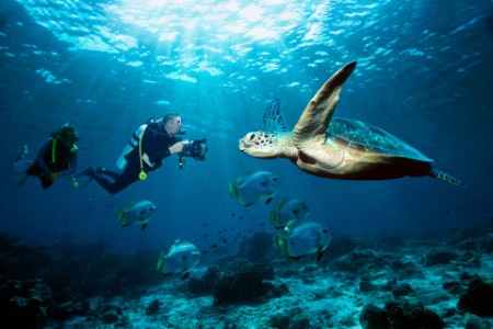 An underwater photograph of two divers shooting pictures of a hawksbill turtle