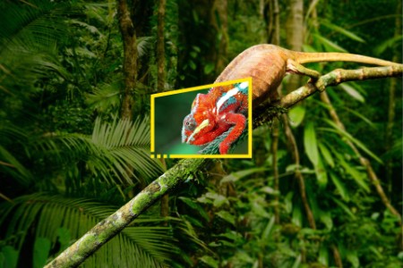 camaleón posado en una rama en un entorno forestal