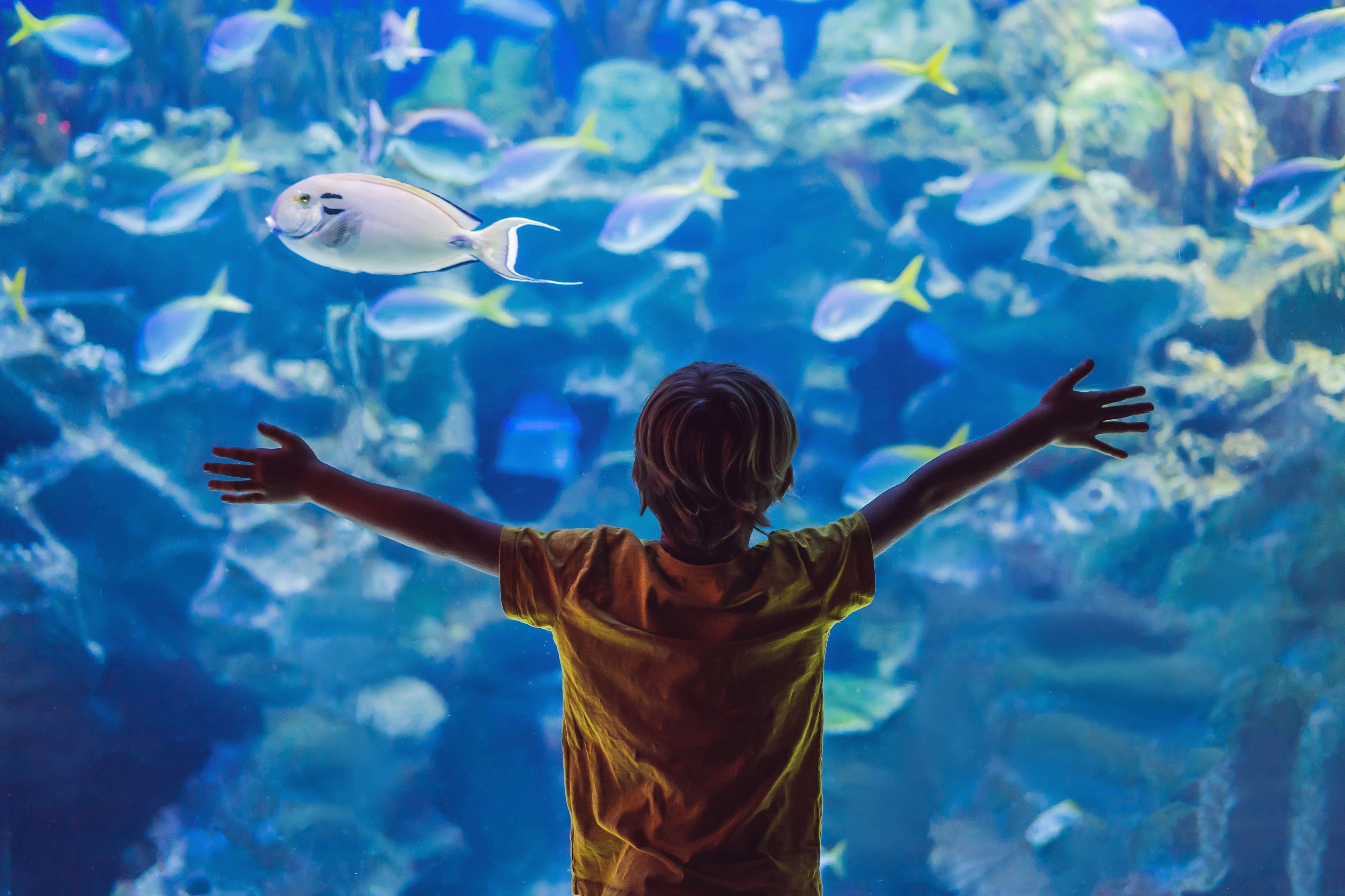 Little boy enjoying underwater life in Aquarium