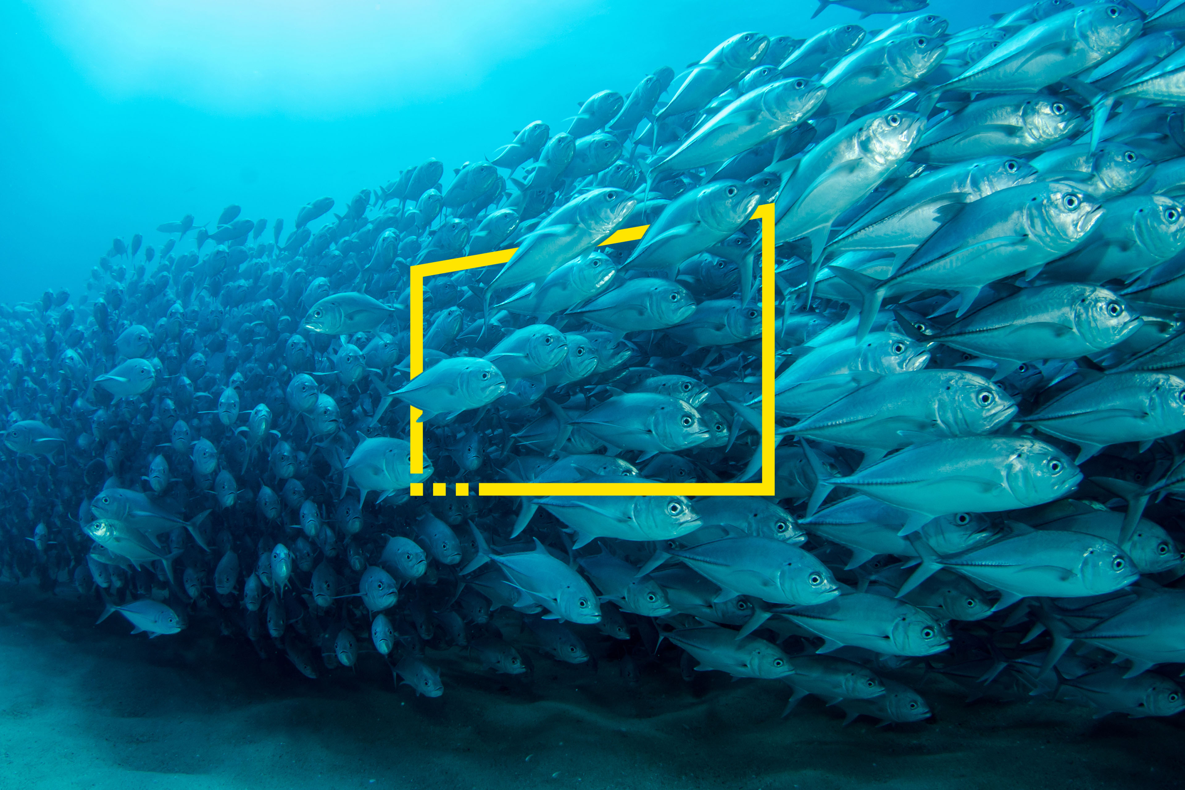 A school of bigeye trevally in the sea of cortez
