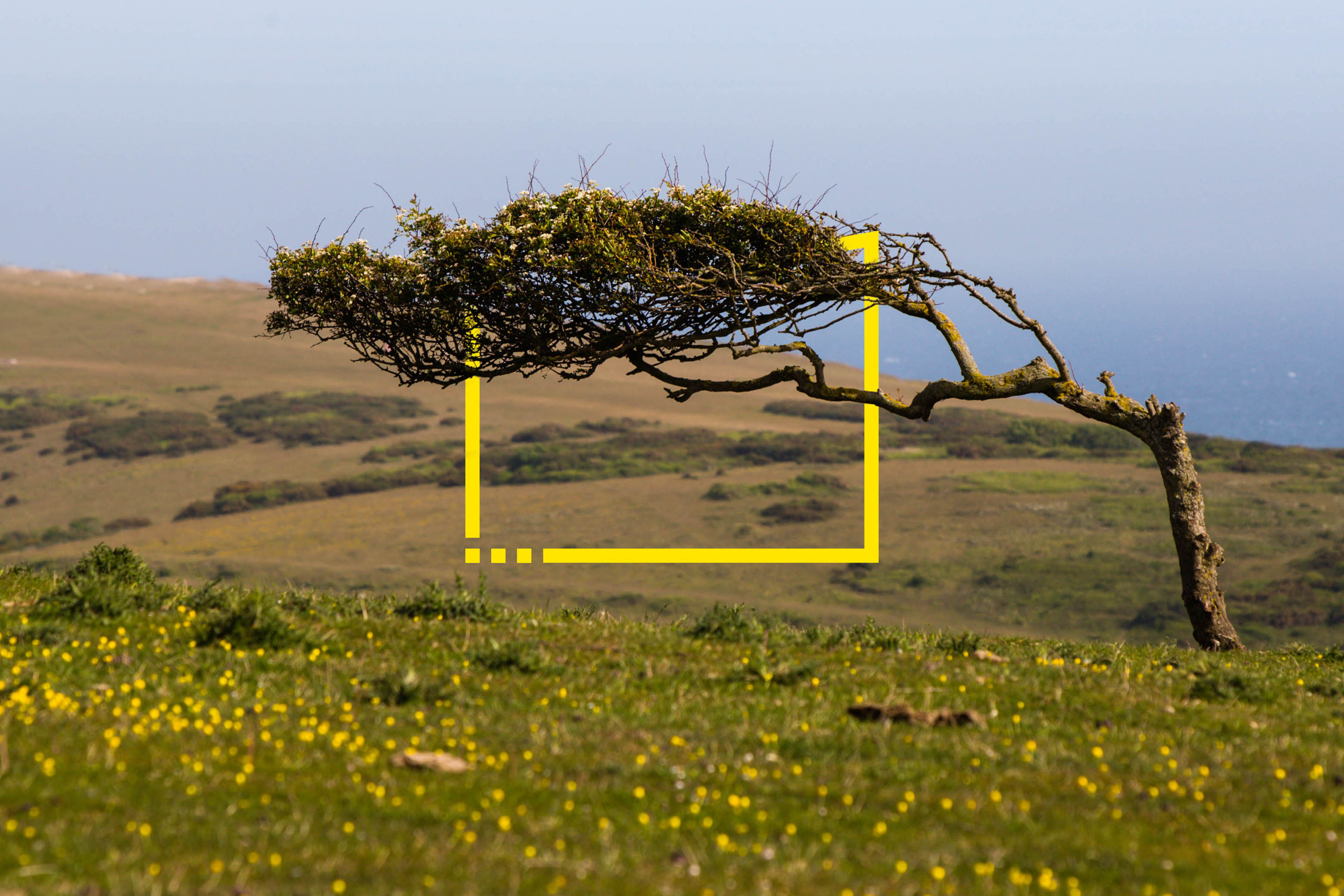 Windswept-tree-on-the-south-downs-uk