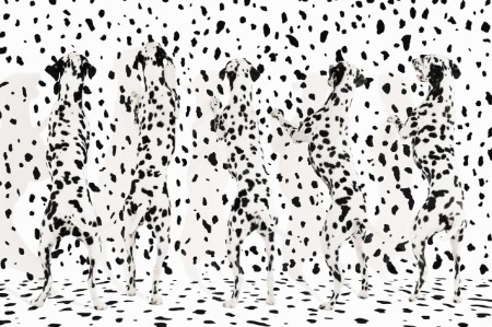 dalmatians blending spotted wall