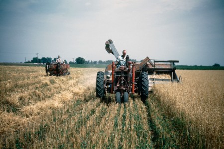 Old tractor harvesting field 