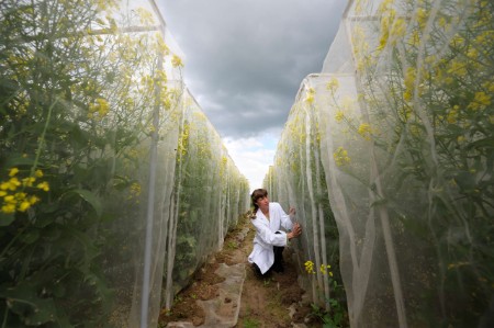 Scientist examining crops in protective enclosures