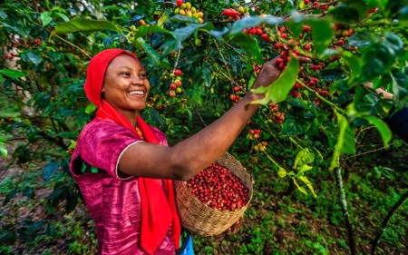 Mujer cosechando granos de café