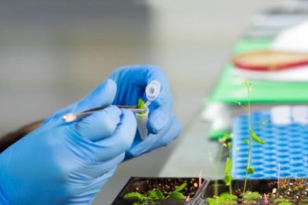 Bioengineered laboratory plantation seeds