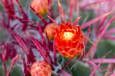 Red cactus flowers in desert