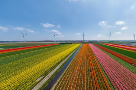Aerial view field tulips with wind turbines