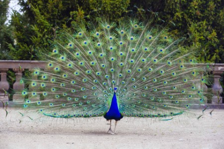 Close up peacock with feathers fanned