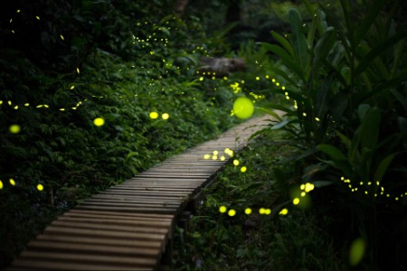 forest pathway fireflys