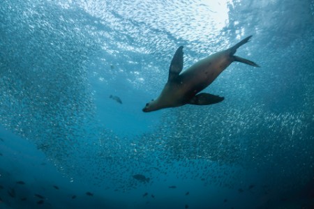 Phoques chassant des sardines à Los Islotes