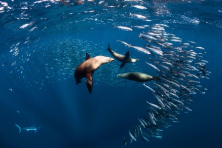 Sea lions hunting feeding mackerel baitballs