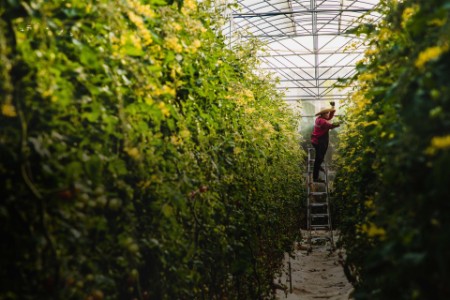 Agricultor en una escalera cosechando tomates cherry en un invernadero