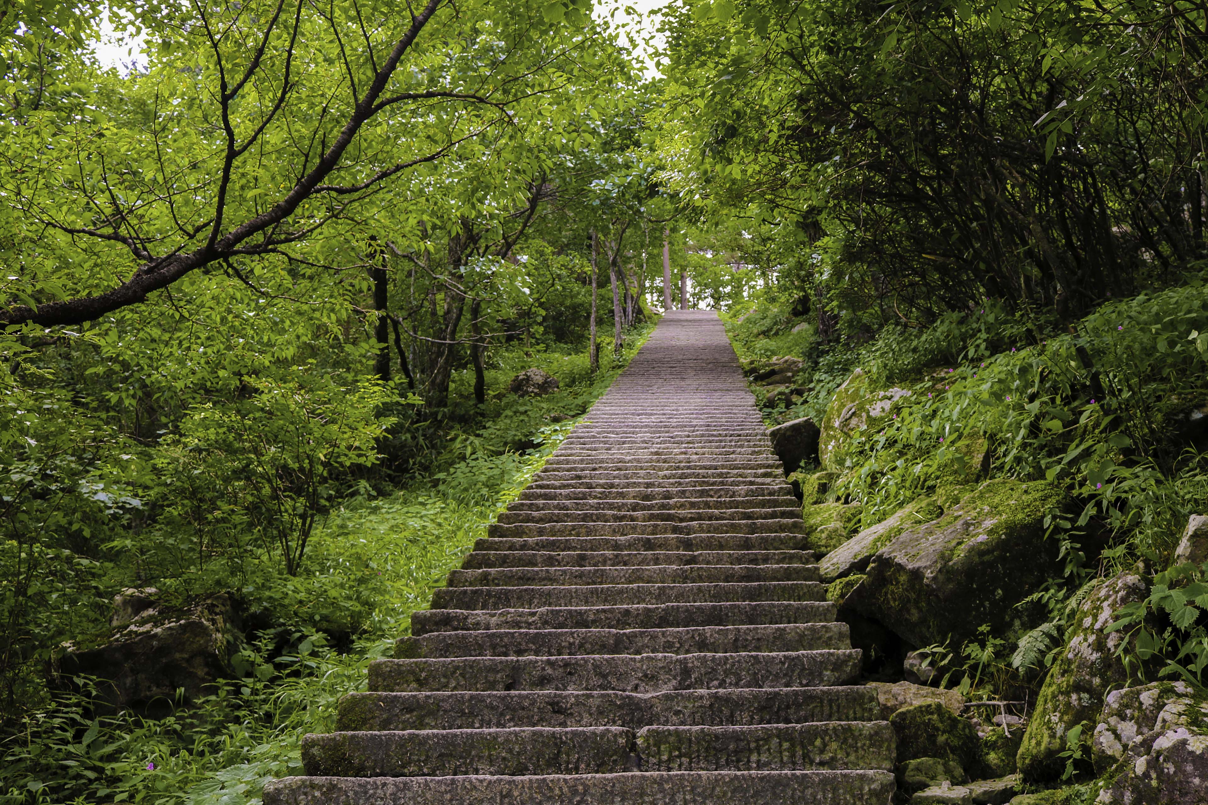 stairs leading upwards in forest