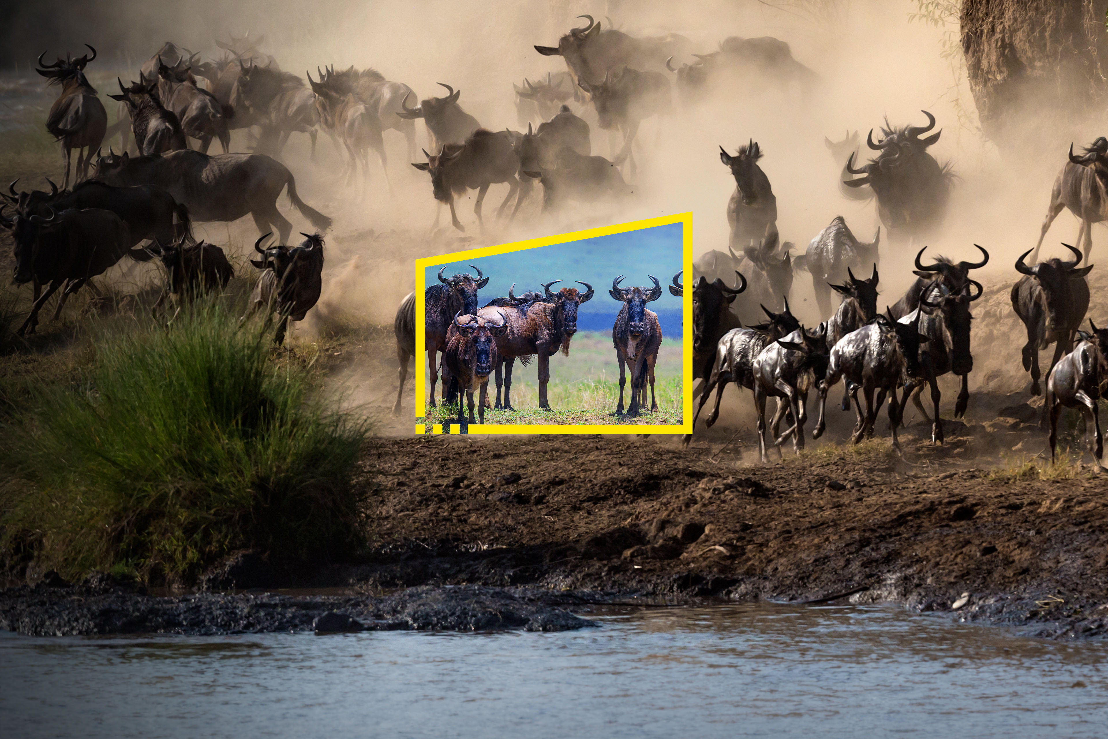 Reframe your future - wildebeest watering hole