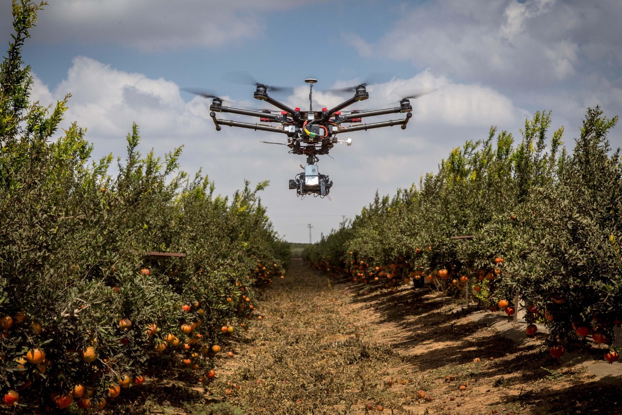 Drone flying over pomegranate plantation