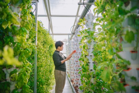 Asian woman examining bok choy in greenhouse hydroponic vertical farm