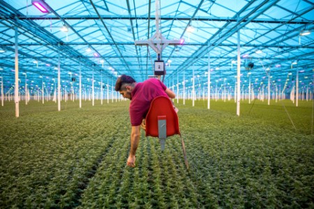 オランダの菊栽培温室で作業する農場労働者