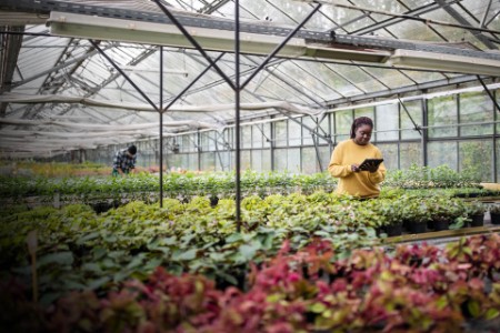 Garden worker using digital tablet at greenhouse