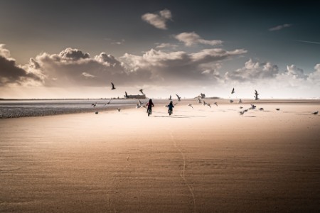 Two boys ride bikes on the beach past seagulls