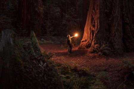 Woman alone in ancient sequoia forest, illuminated
