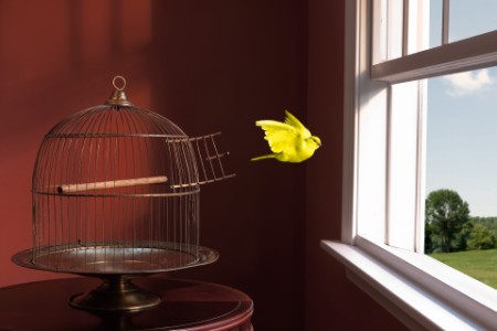 canario amarillo escapando de una jaula volando hacia una ventana abierta