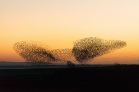 Large murmaration of  starlings