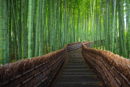 Staircase among bamboo trees in Arashiyama, Kyoto