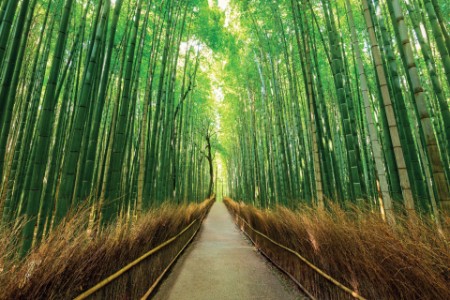 Arashiyama bamboo forest in kyoto Japan