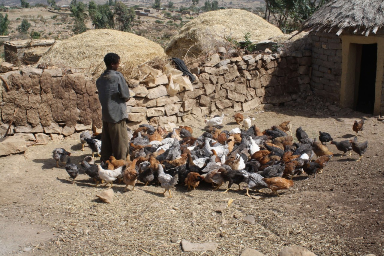An African person stands next to a flock of chickens in a courtyard with low brick walls