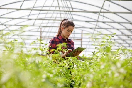 woman working tablet greenhouse