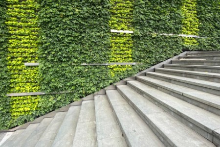 植物に覆われた壁と階段
