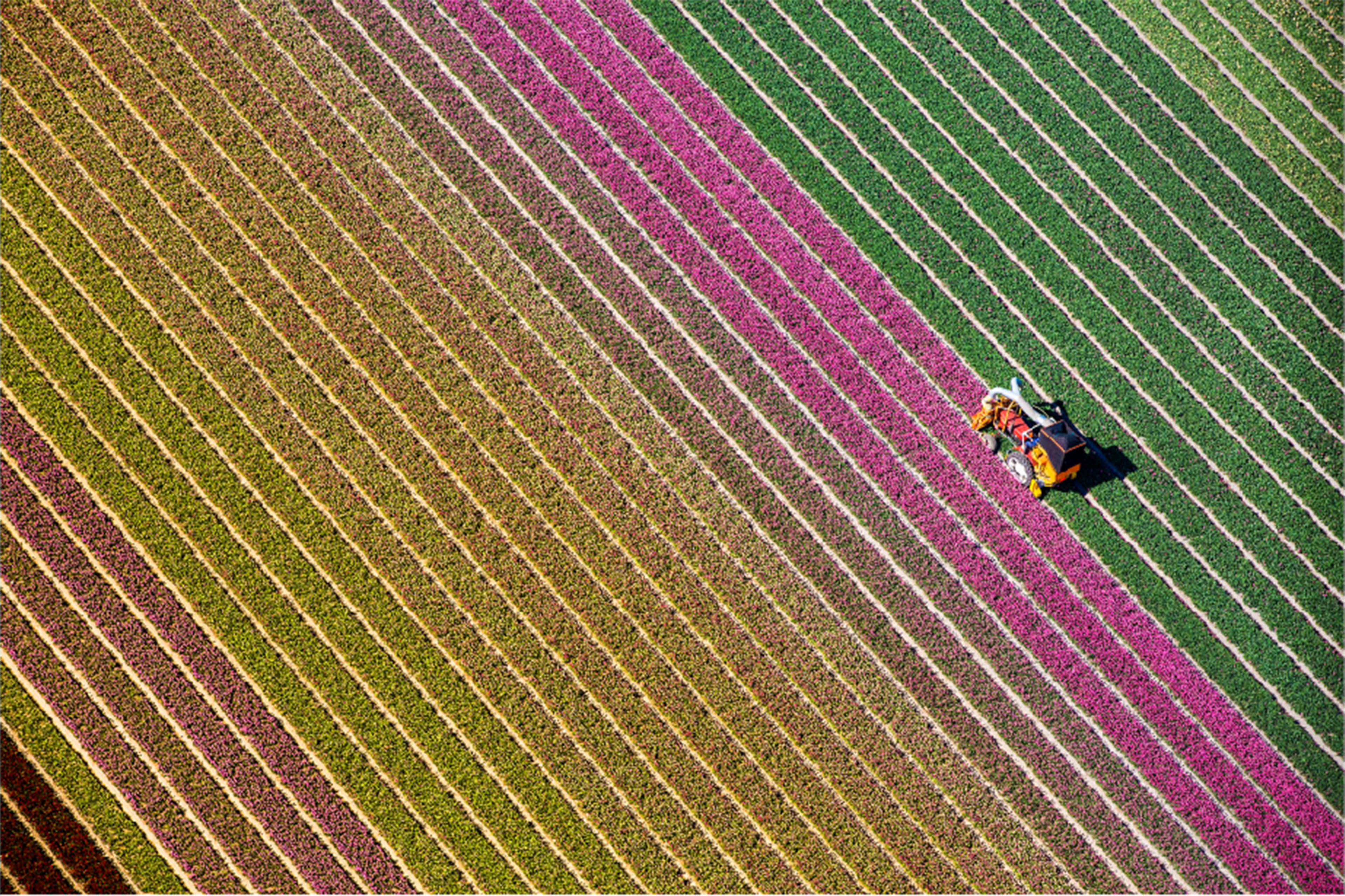 Tulip Fields Burgervlotbrug Netherlands