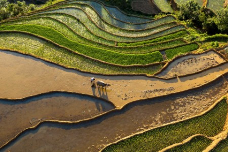 
            Vista de ángulo alto de un arrozal
        