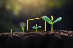 line of tree saplings sprouting in soil