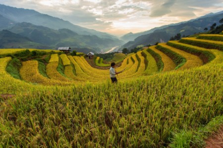 
            Vista panorámica del arrozal
        