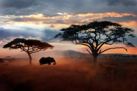 African elephant roaming in wild