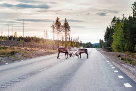 reindeer locking antlers road