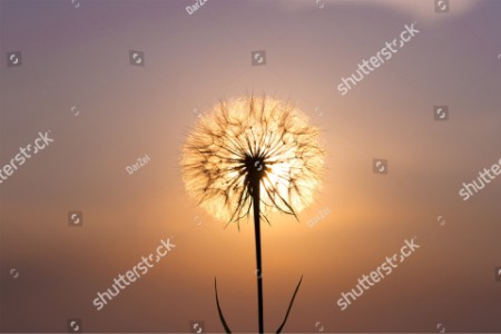 Sun hidden by a flower