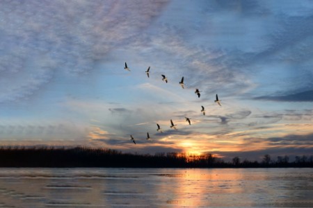 Flock of birds flying above the waterbody