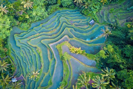 Aerial view of Rice Terrace in Bali Indonesia
