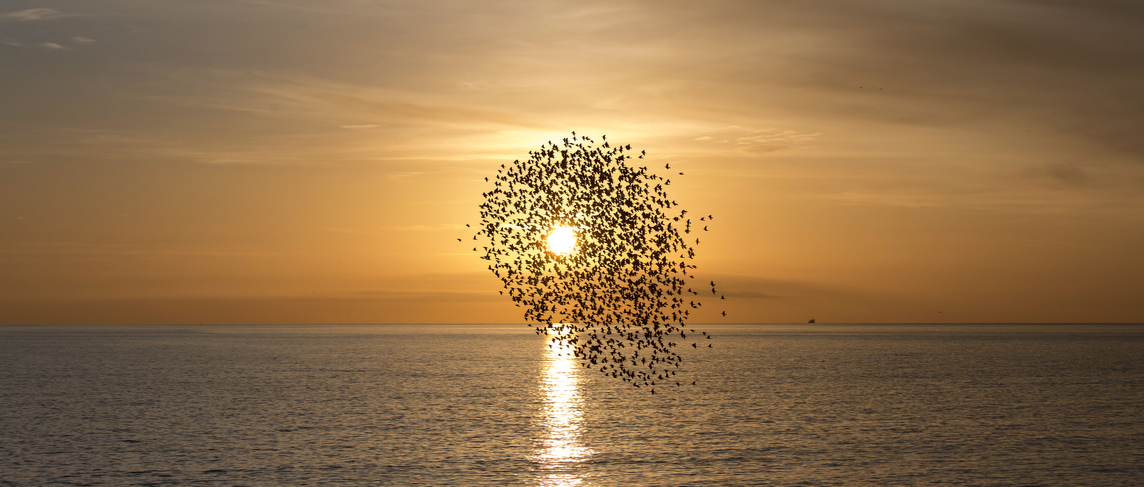 starlings at sunset taken from brighton palace pier